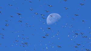 Fenomena Ribuan Burung Penuhi Langit Inggris Saat Bulan Pasang