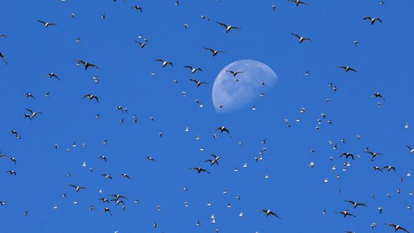 Fenomena Ribuan Burung Penuhi Langit Inggris Saat Bulan Pasang