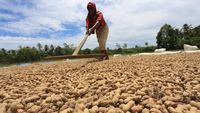 Potret Harga Kacang Tanah Mulai Naik, Gara-gara Ini