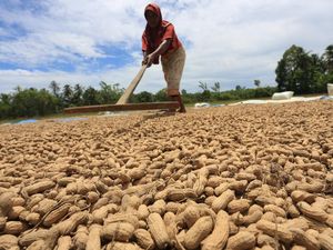 Potret Harga Kacang Tanah Mulai Naik, Gara-gara Ini