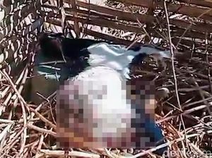 Teror Kambing Mati Misterius Kembali Terjadi di Ijen Bondowoso Teror Kambing Mati Misterius Kembali Terjadi di Ijen Bondowoso