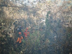 3 Hektare Lahan Hutan di Bukit Klotok Kediri Terbakar