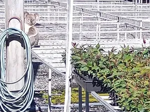 Koala Doyan Tidur, tapi Bisa Jadi Pencuri Andal, Kerugian Rp 59 Juta Koala Doyan Tidur, tapi Bisa Jadi Pencuri Andal, Kerugian Rp 59 Juta