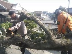 Pohon Mahoni 15 Meter Tumbang Tutup Jalan di Sukabumi