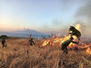 Kebakaran 15 Ha Lahan Mete-Jati di Sikka, Tentara Padamkan Api Pakai Daun