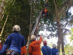 Meninggal saat Petik Jengkol, Jasad Pria Magelang Tersangkut di Atas Pohon