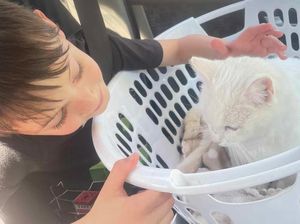 Seekor Kucing di Australia Bertemu Kembali Pemiliknya Setelah 3 Tahun Hilang