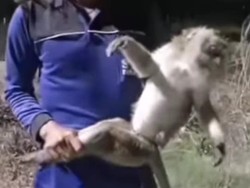 Hiiii! Suara Mirip Kuntilanak Terekam Kamera di Margadana Tegal