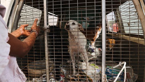 anjing-liar-terlihat-di-belakang-ambulans-hewan-setelah-mereka-ditangkap-oleh-pejabat-perusahaan-kota-delhi-mcd-di-dekat-banda_169 9 negara yang populasinya makan makanan anjing