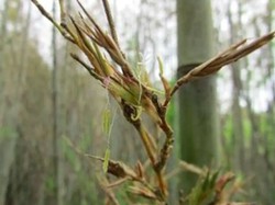 Bambu di Jepang Akan Berbunga, Jadi Tanda Bencana