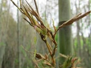 Bambu di Jepang Akan Berbunga, Jadi Tanda Bencana Bambu di Jepang Akan Berbunga, Jadi Tanda Bencana