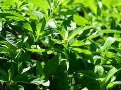 7 Manfaat Daun Sambung Nyawa, Herbal Serbaguna untuk Kesehatan Tubuh