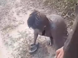 Viral Bocah di Kalteng Dicekoki Miras 2 Rekannya hingga Sempoyongan