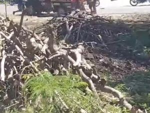 Kawin Tangkap di Sumba Bawaan Feodalisme Kawin Tangkap di Sumba Bawaan Feodalisme