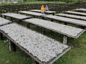 Produksi Ikan Kering di Padang Merosot Imbas Kenaikan Harga Garam Produksi Ikan Kering di Padang Merosot Imbas Kenaikan Harga Garam
