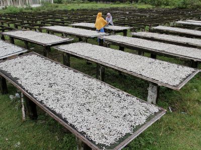 Produksi Ikan Kering di Padang Merosot Imbas Kenaikan Harga Garam