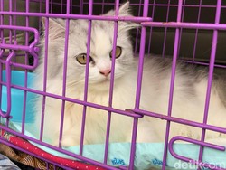 Dibawa ke Sidang, Ini Kucing Ras yang Dicekoki Miras 3 Wanita di Padang