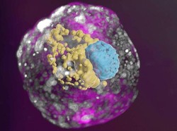 Pertama Kalinya Model Embrio Manusia Dikembangkan di Lab