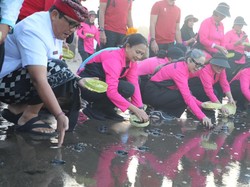 Polda Bali Soroti Warga Sering Buru Penyu untuk Konsumsi