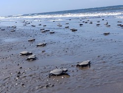 Cegah Menyusutnya Populasi Penyu, 27 Ribu Tukik Dilepas ke Laut