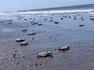 Cegah Menyusutnya Populasi Penyu, 27 Ribu Tukik Dilepas ke Laut Cegah Menyusutnya Populasi Penyu, 27 Ribu Tukik Dilepas ke Laut