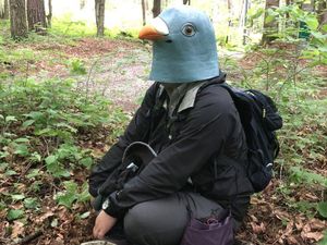 Penyamaran Jadi Burung yang Sia-sia Penyamaran Jadi Burung yang Sia-sia