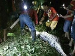 Ngeri! Perut Ular Sanca Raksasa Dibedah Warga Isinya Teman yang Hilang