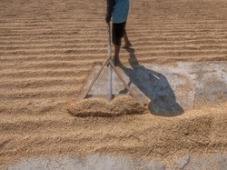 Gabah Petani di Majalengka hingga Subang Dipastikan Dibeli Rp 6.500/Kg