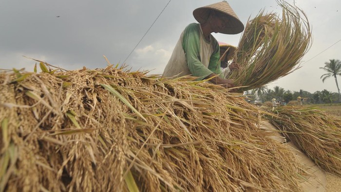 Waduh! Harga Gabah Melonjak ke Rp 7.000/Kg Gegara Kemarau Harga gabah kering mengalami peningkatan harga dari sebelumnya Rp 5.500 per kilogram menjadi Rp 7.000. Hal ini sebab panen padi terdampak kemarau.