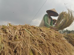 Pendapatan Petani Kecil Dinilai Tak Adil, Kementan Mau Lakukan Ini