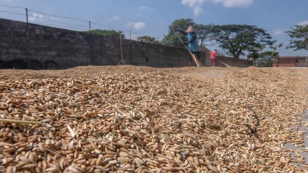 Waduh! Harga Gabah Melonjak ke Rp 7.000/Kg Gegara Kemarau