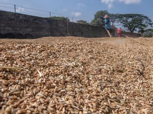 Jokowi Sebut Penyesuaian HPP Gabah Selesai Dihitung Pekan Ini