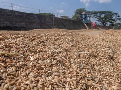 Harga Gabah Anjlok, Petani Teriak Rugi Gegara Biaya Produksi Mahal