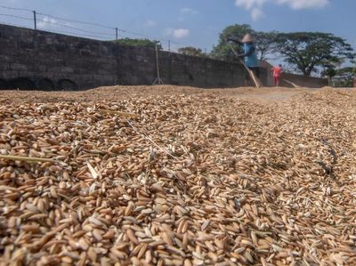 Waduh! Harga Gabah Melonjak ke Rp 7.000/Kg Gegara Kemarau