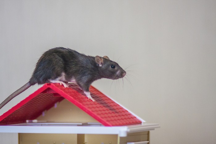 he concept of buying a roof. New roof. Material for the roof. Mouse upstairs. Rat upstairs.