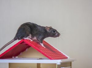 Awas! 4 Hal Ini Bisa Bikin Tikus Betah di Rumah Awas! 4 Hal Ini Bisa Bikin Tikus Betah di Rumah