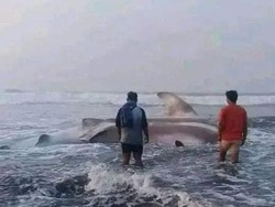 Bangkai Hiu Tutul 7 Meter Terdampar di Pantai Selatan Cianjur