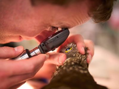 Karya-karya Menakjubkan dari Kompetisi Fotografi Burung 2023