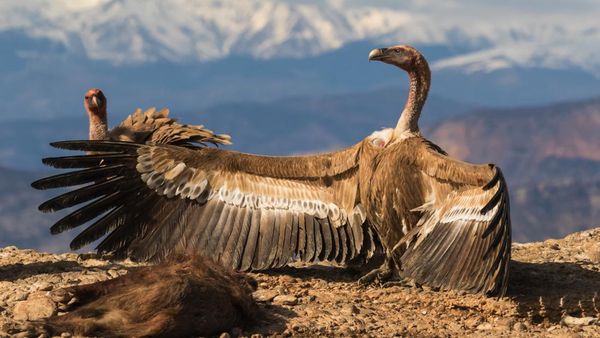 Karya Menakjubkan Jawara Kontes Foto Ekologi