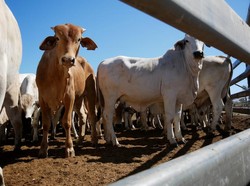 Keran Impor Sapi dari Australia Dibuka Lagi!