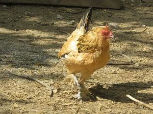 Keren! Ayam Tertua Ini Usianya Sudah 21 Tahun