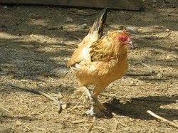 Keren! Ayam Tertua Ini Usianya Sudah 21 Tahun