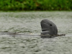 Wujudkan SDGs, Pertamina Jalankan Program Konservasi Pesut Mahakam