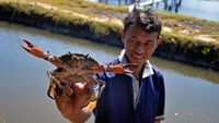 Potret Budi Daya Kepiting Bakau di Maros