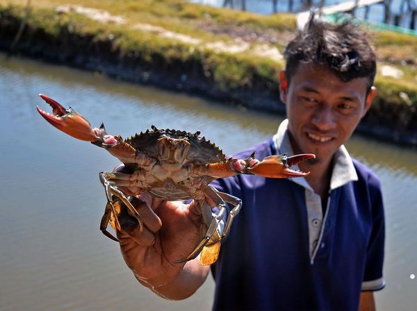 Potret Budi Daya Kepiting Bakau di Maros
