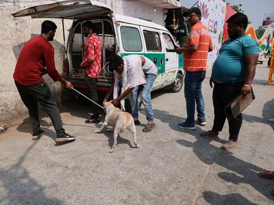 Potret India Sibuk Tangkap Ratusan Anjing Liar Jelang KTT G20