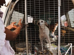 Viral Truk Angkut Anjing Diduga Akan Dijagal, Ini Penelusuran Dog Meat Free