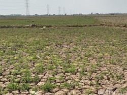 6 Ribu Hektare Sawah di Indramayu Terancam Gagal Panen gegara El Nino