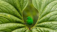 Terpesona Karya Jawara Kontes Foto Burung yang Memukau