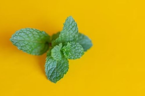 Daun mint/ foto: Freepik/ jcomp Daun mint